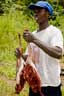 Bush meat, northern Sierra Leone