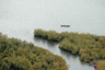 Mangrove swamps