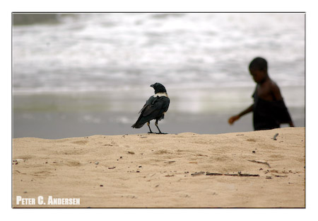 A Minister Bird (Pied Crow) on Lumley Bech.