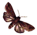 Owlet Moth