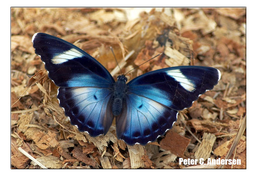 Butterfly, at the top of Leicester Peak.