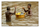 Boys netting fish in Crab Town.