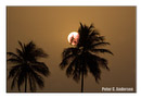 The sun sets behind palm trees on Aberdeen Road.