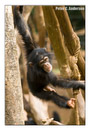 Tacugama Chimpanzee Sanctuary