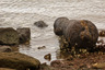 Half-submerged cannon at Bunce Island, since stolen