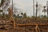 Newly-burnt farm in Kailahun District