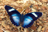 Butterfly atop Leicester Peak