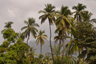 Palm trees on the peninsula