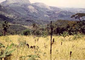 Upland Farm in Kono