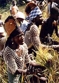 Harvesting Rice